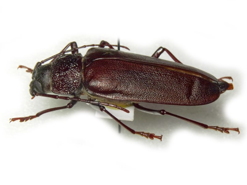 Ergates faber (Linnaeus, 1761)